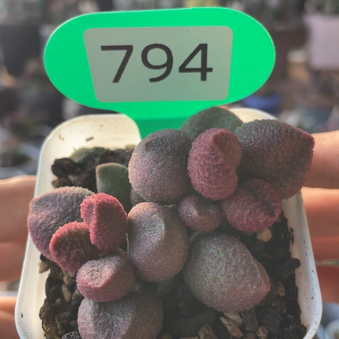 三***季    水蜜桃。  794。