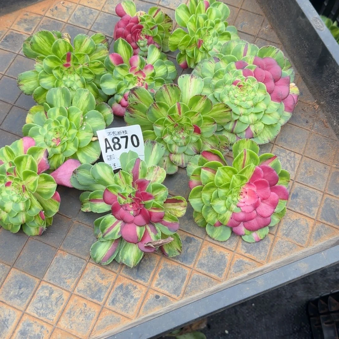 雪***儿精品多肉植物000870