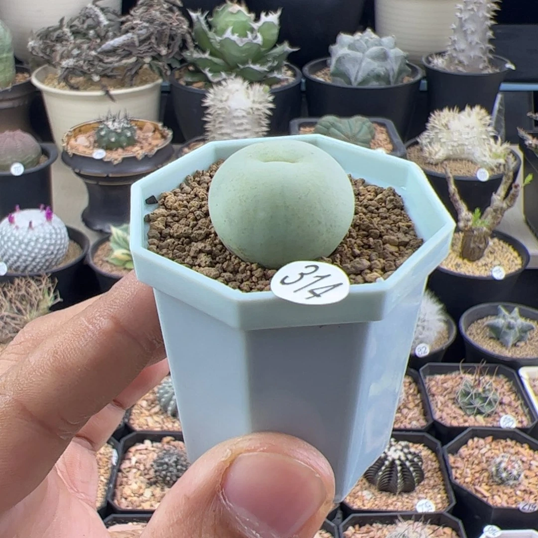 鸽子蛋2.1一物一拍314