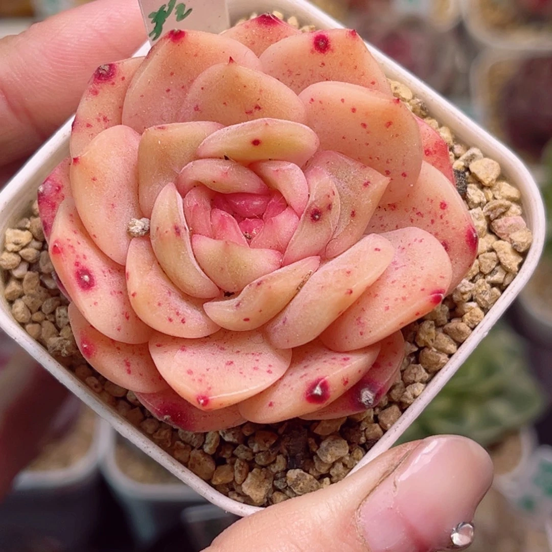 G559 孔雀翎一物一拍