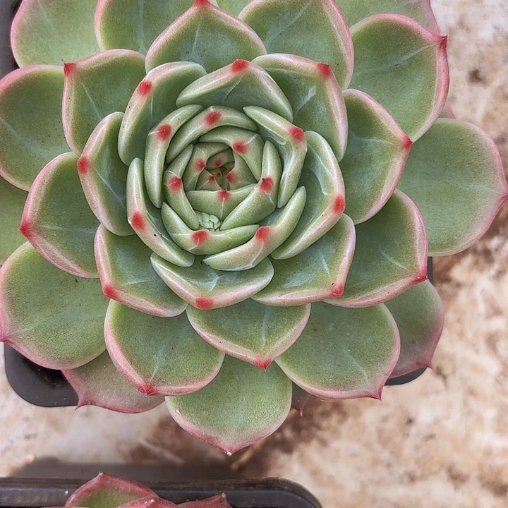 白求婚12cm起发（拍满18包邮）