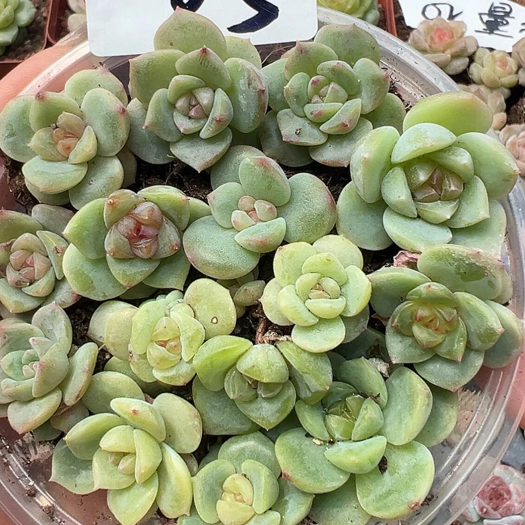 05 量拍 满19.9包邮 非偏远地区