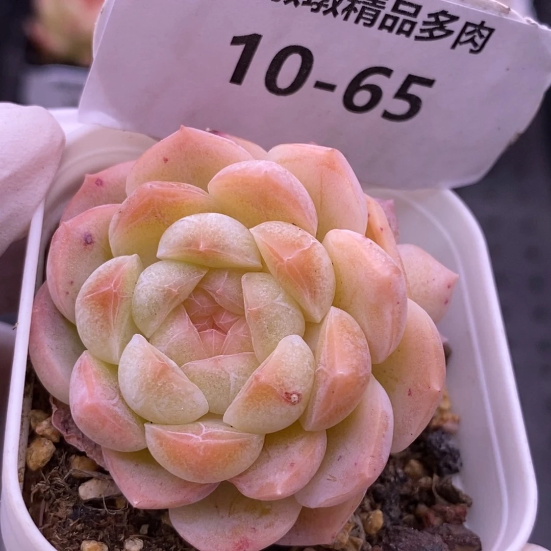 【闪购商品】10-65甜心