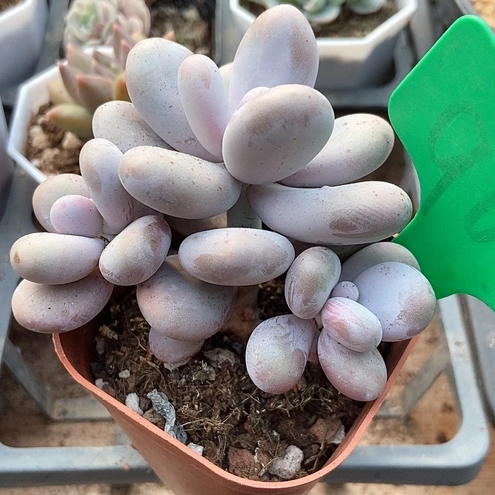 多肉植物原始奶906