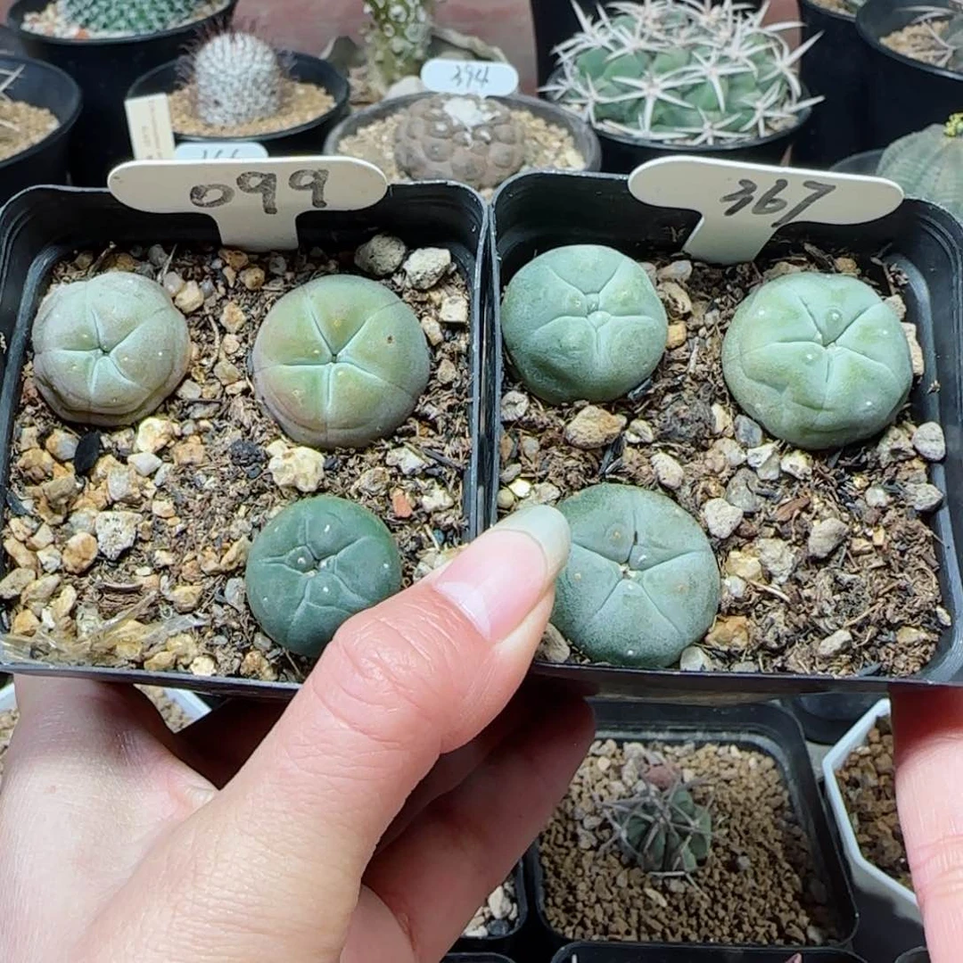 367➕99实生草球两盒多肉
