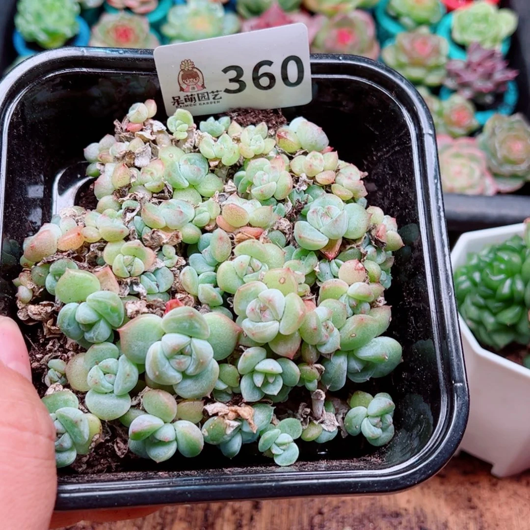 多肉植物多肉植物