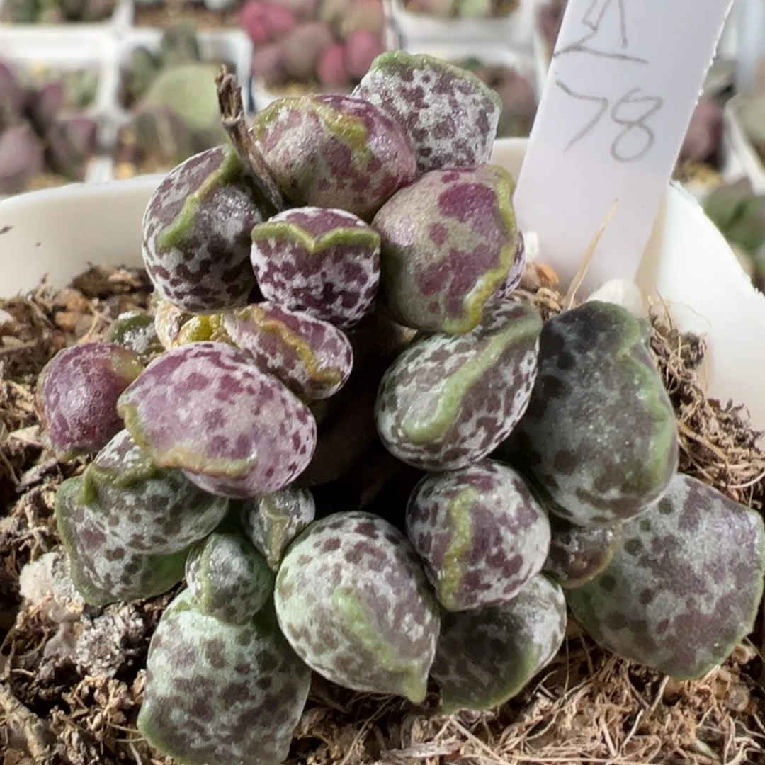 w紫斑达摩海豹多肉植物水泡