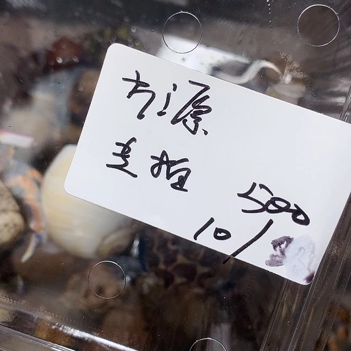 方源专拍奔跑的寄居蟹