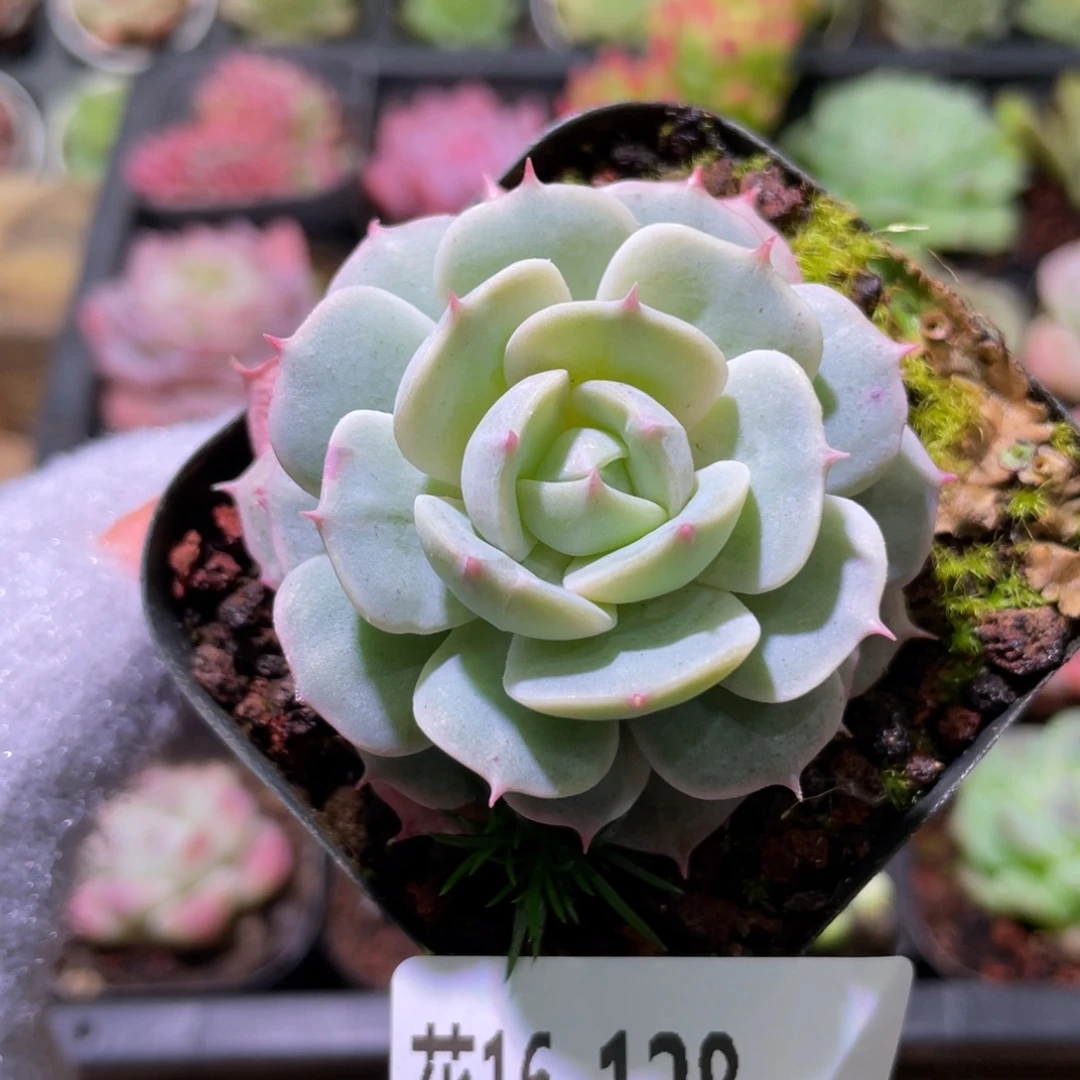 花利美16-128雪域