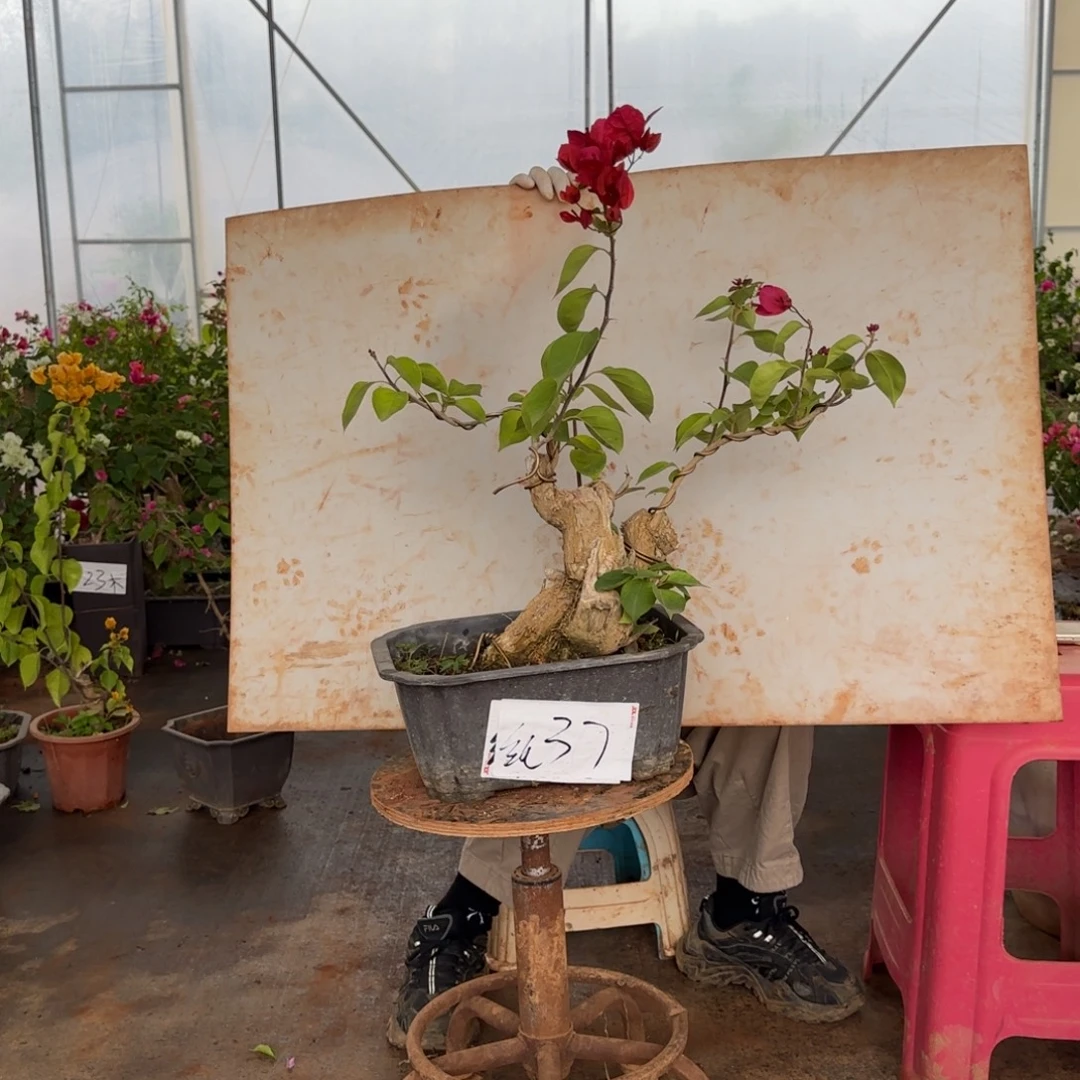 大部分花苞少量开放中国红 37