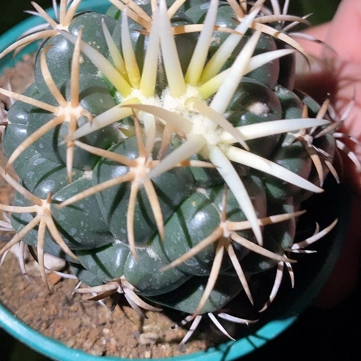 孤品实生顶级奶白粗刺大尤安仔象芽7.6cm