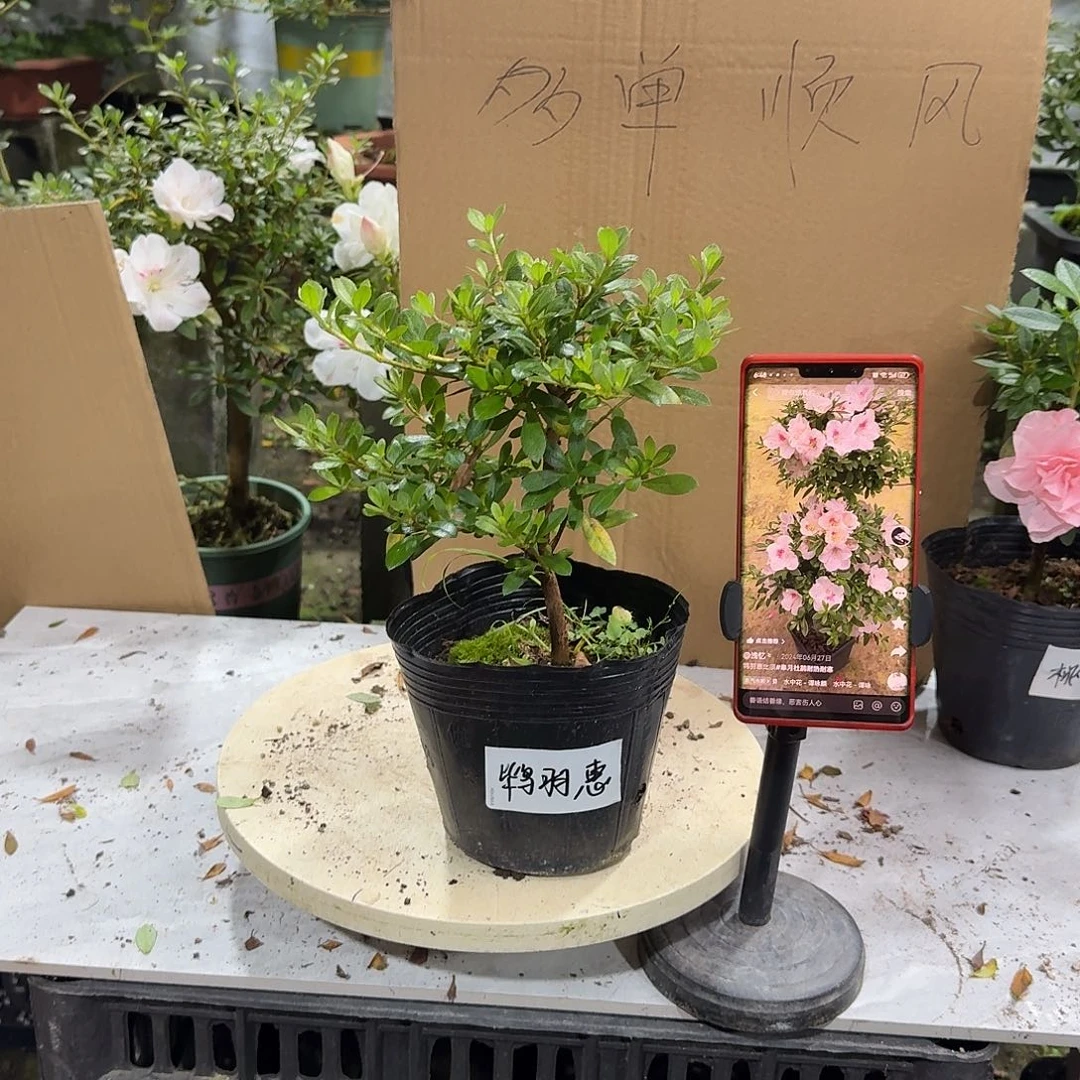 全部花苞鸨羽惠必须