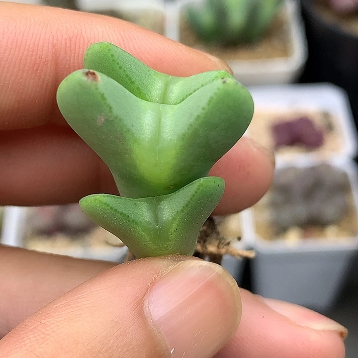 精品多肉植物精品多肉