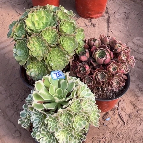730多肉植物组合，