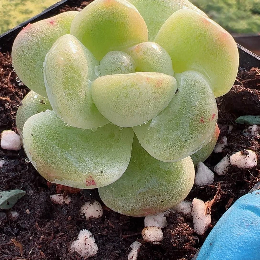 冰雨锦，一片叶子带锦