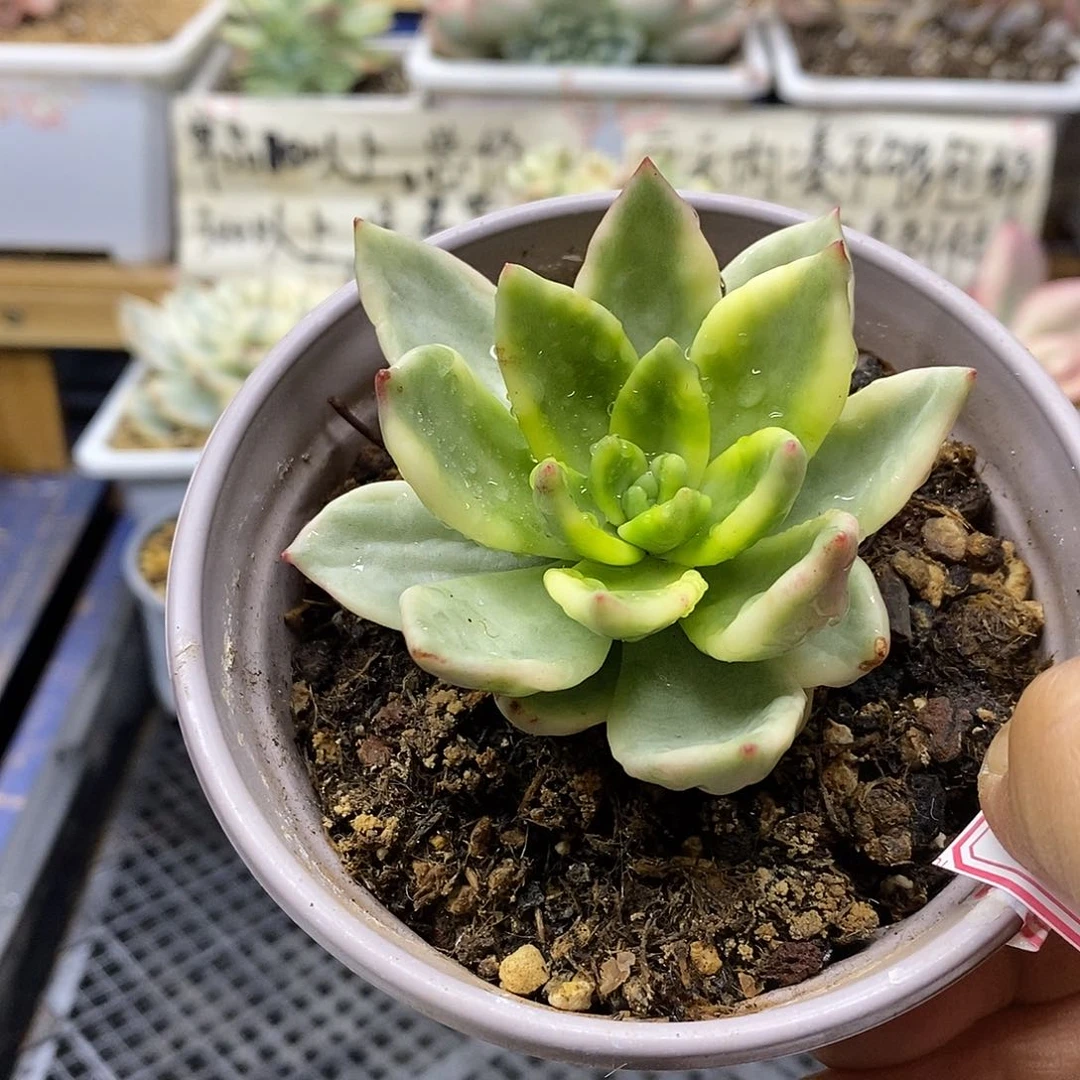 10128 祝之松锦多肉