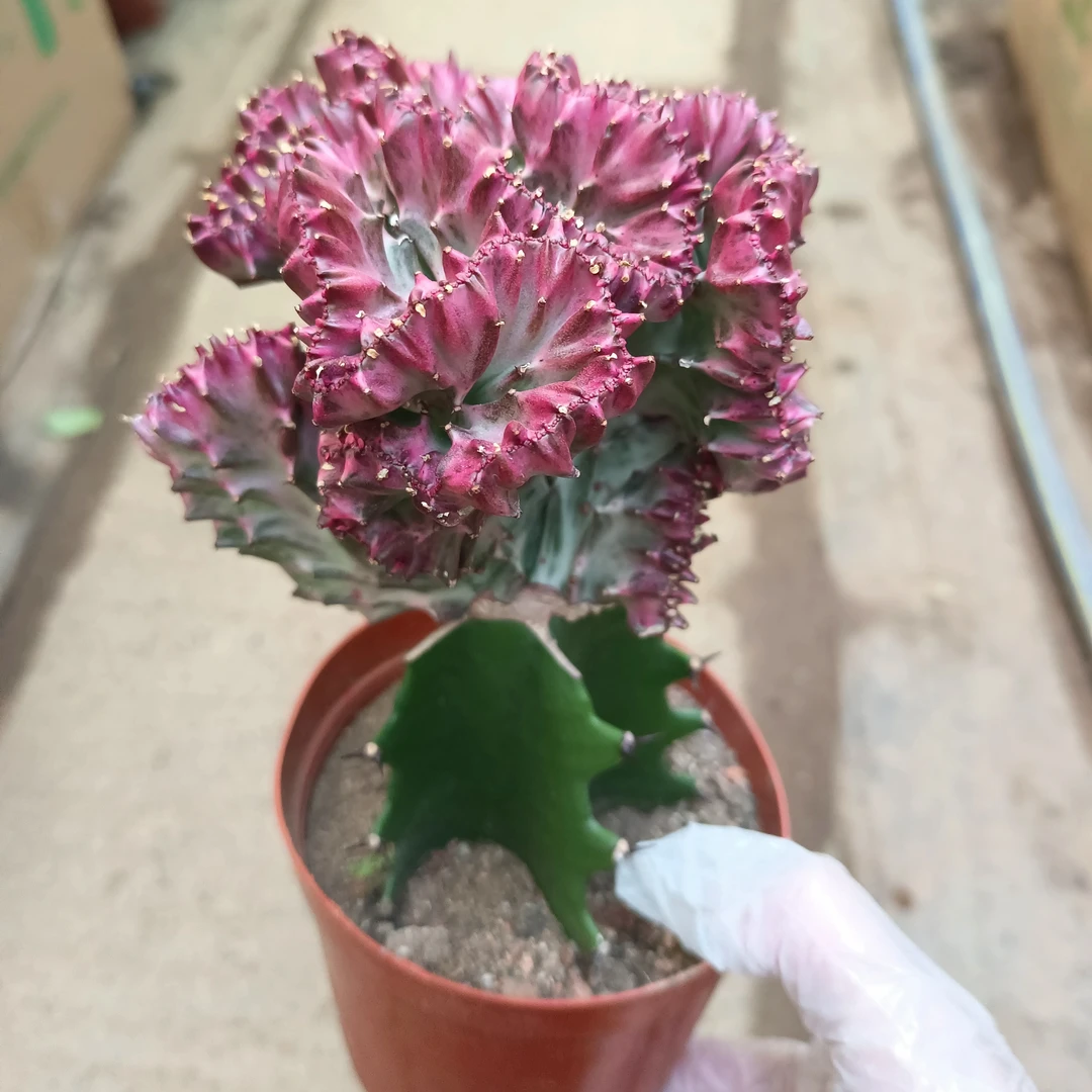 绿植花卉   彩麒麟盆栽