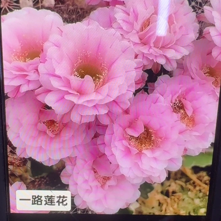 35彩草一路莲花歪3到4公分左右无根侧牙，20包邮