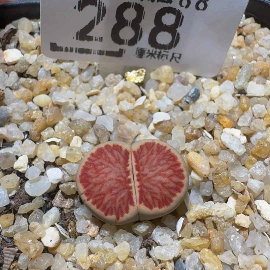 Ssss精品生石花288