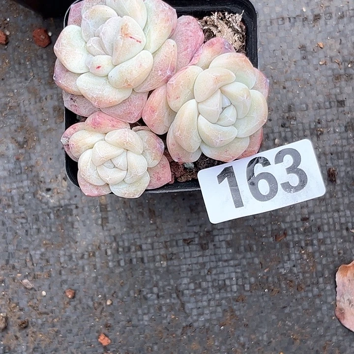 蜗*多肉植物一物一拍