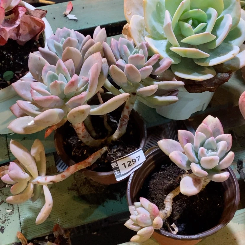 【闪购商品】废****活奥普两颗1297