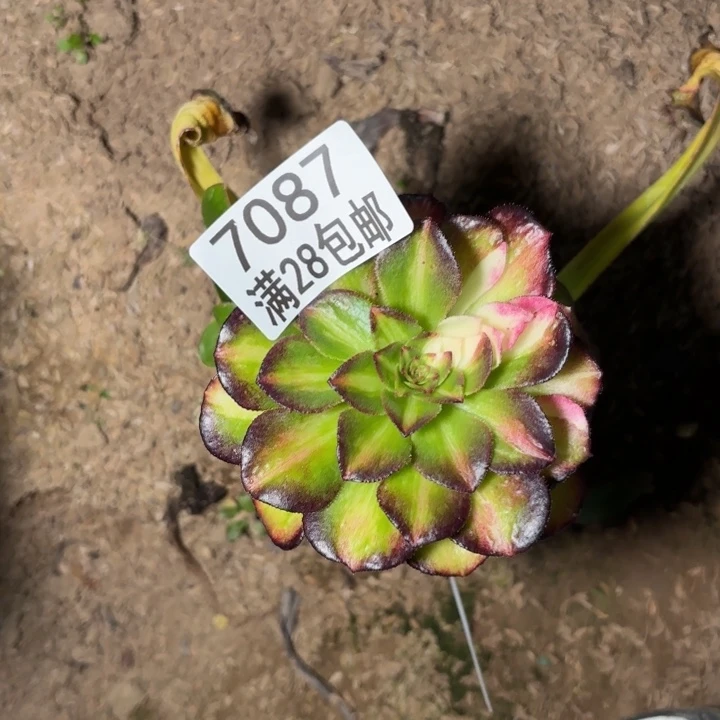 笑**开V.7087海王七彩多肉