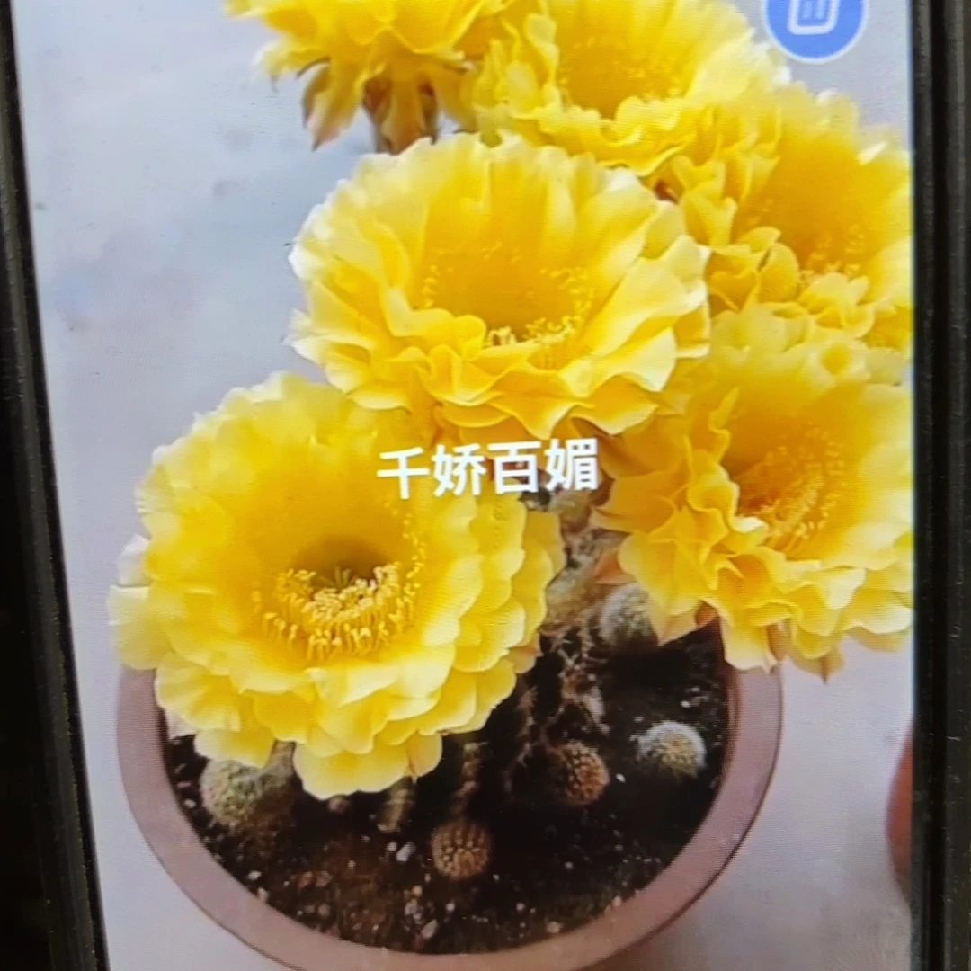 娇媚彩侧牙20包邮60