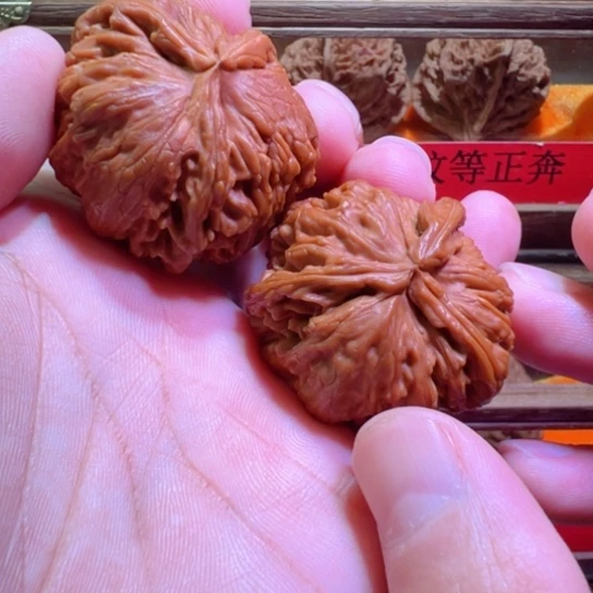 白狮子三棱犀牛40边