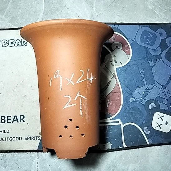 大红兰花两个花盆