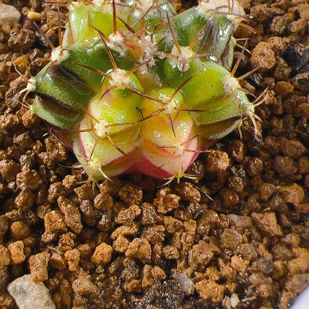当前无花栽培后可以开花202