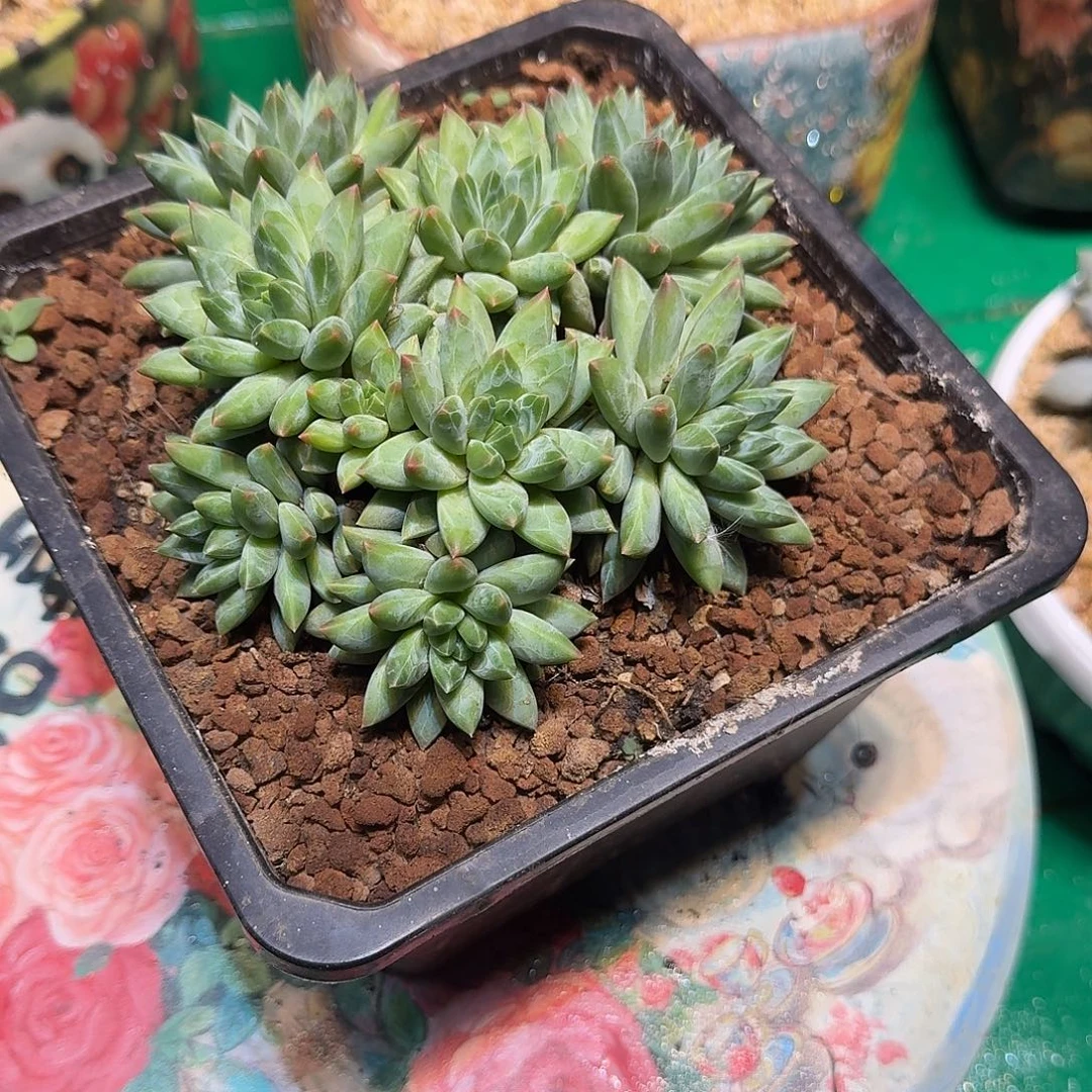 多肉植物多肉植物