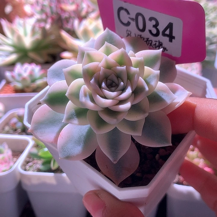 安娜玫瑰覆轮锦有根