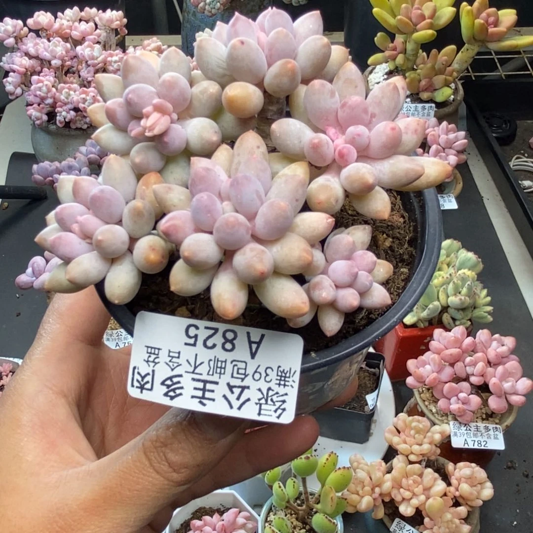 825婴儿手指多肉7c m