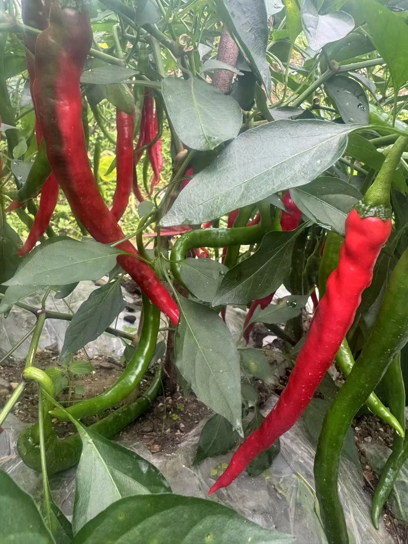 江西永丰目上固农家本地露天种植新鲜应季新上市红辣椒