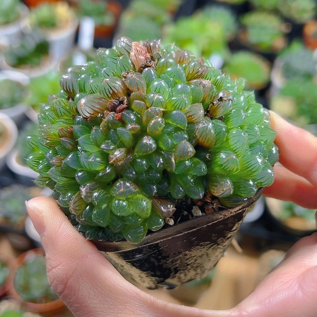 粉姬群玉露多肉植物一颗