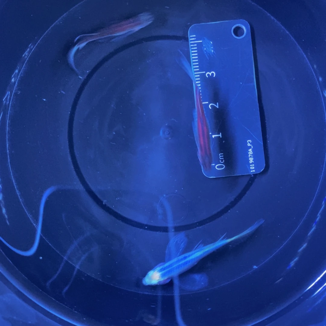斑马鱼蝶翼斑马自选3条小号