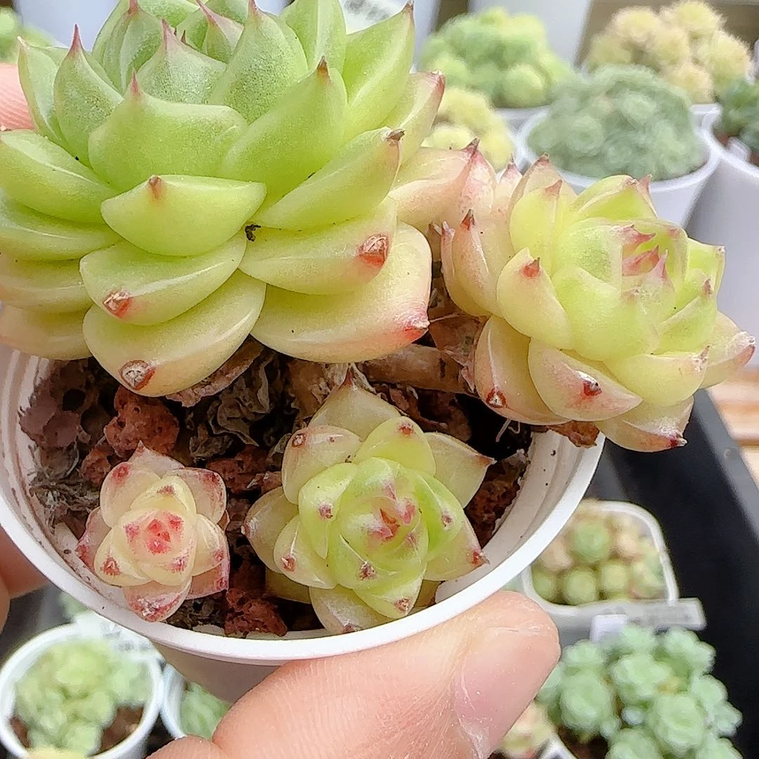 【闪购商品】0829-18糖心包子麦杆