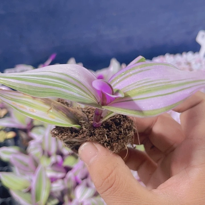 油画婚礼【满10颗包邮】