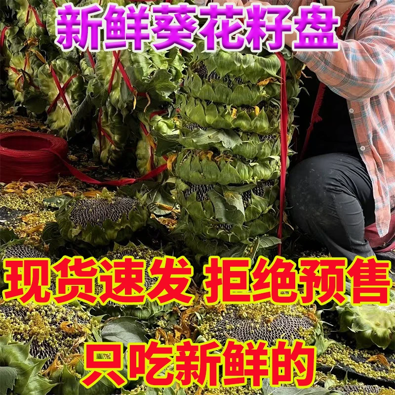 25新鲜2025向日葵原味瓜子葵花籽带籽带盘生葵花籽新鲜葵花盘