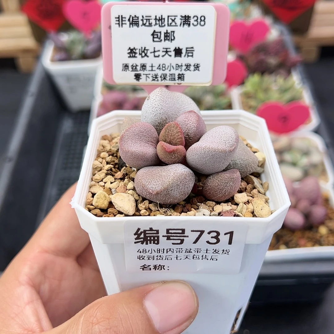 娇*731甜心水泡多肉