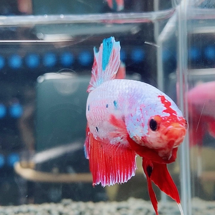 斗鱼黑165号巨斗将军