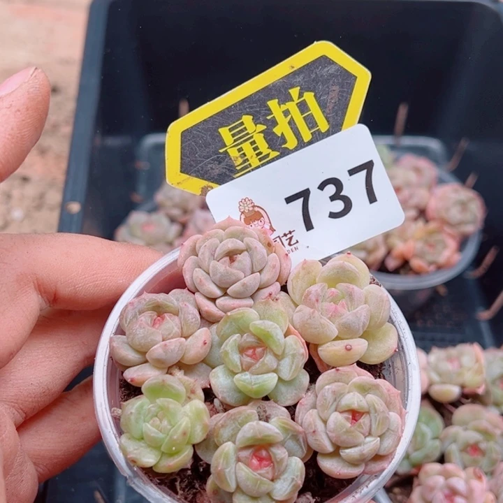 多肉植物多肉植物