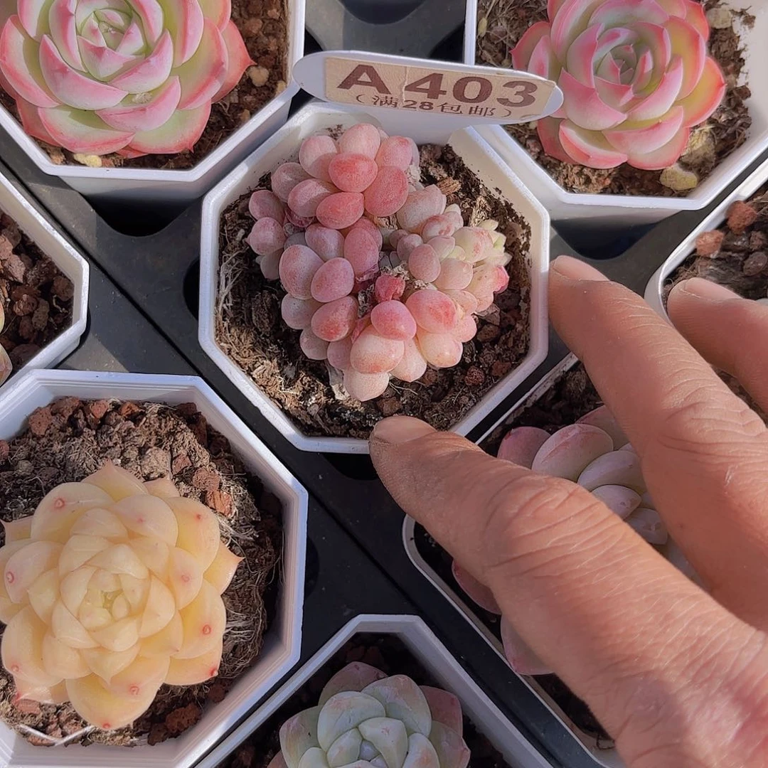 ?****茶A403小红蛋一物一拍