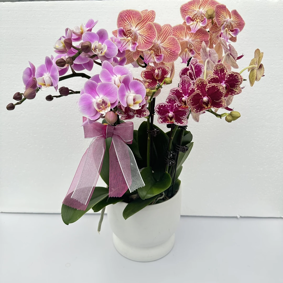 简馨优选【一见钟情】-蝴蝶兰花 组盆摆设客厅摆设种植基地发货3-6