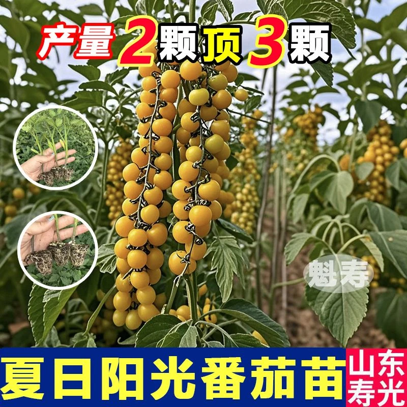 夏日阳光番茄苗子种子苗秧秧苗千禧圣女果苗西红柿盆栽大全矮生红