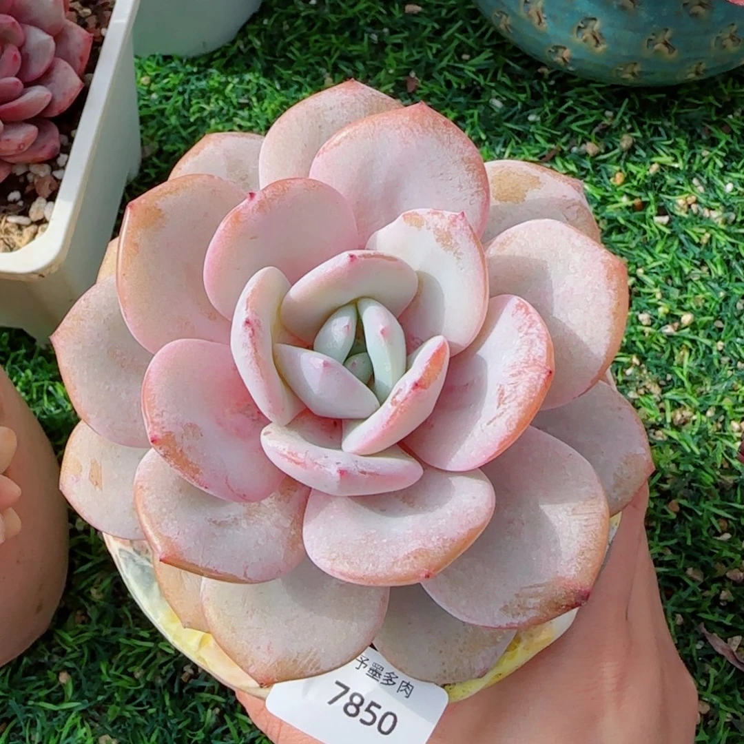 韩版奶茶粗桩，7850多肉植物