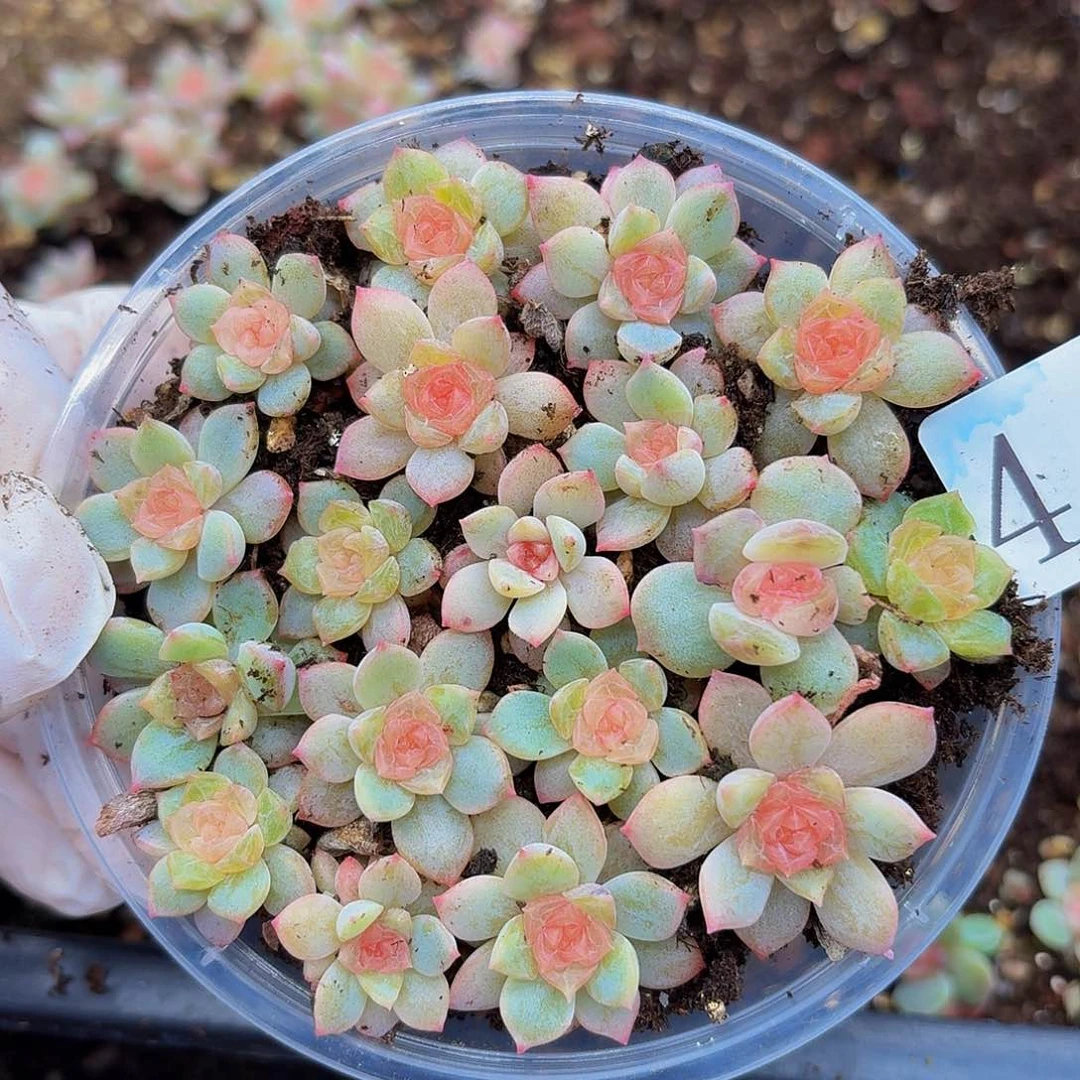 多肉植物多肉植物441