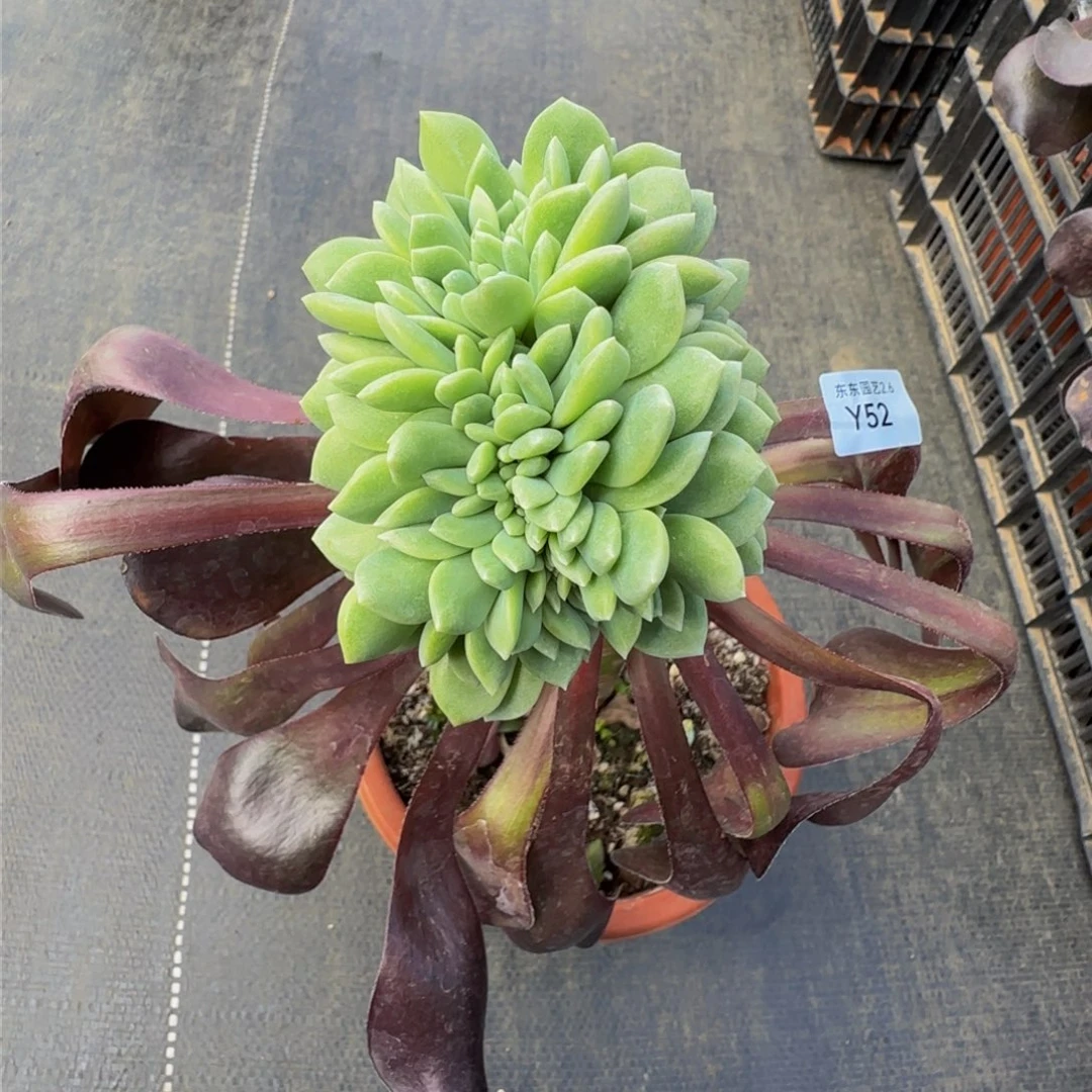 家****贝y y y y y y y y y y 52