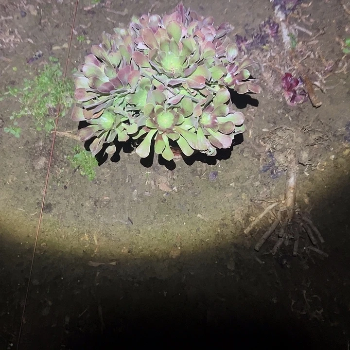 不包侧枝一物一拍16