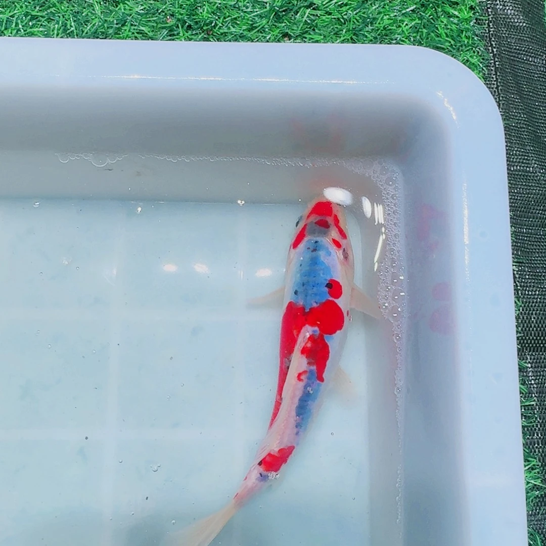 海水鱼血统锦鲤大放漏66